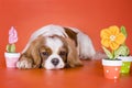 Puppy Cavalier King Charles Spaniel on orange isolated background Royalty Free Stock Photo
