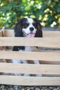 Puppy Cavalier King Charles Spaniel sits in a drawer Royalty Free Stock Photo