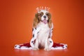 Puppy Cavalier King Charles Spaniel in a suit of the Queen on or