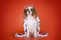 Puppy Cavalier King Charles Spaniel in a suit of the Queen on or Royalty Free Stock Photo
