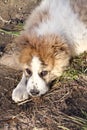 Puppy of Central Asian Shepherd Alabai Royalty Free Stock Photo