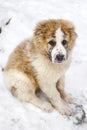 Puppy of Central Asian Shepherd Alabai Royalty Free Stock Photo