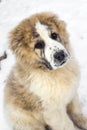 Puppy of Central Asian Shepherd alabai Royalty Free Stock Photo