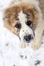 Puppy of Central Asian Shepherd alabai Royalty Free Stock Photo