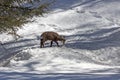 Puppy chamois, National Park, Aosta Royalty Free Stock Photo