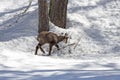 Puppy chamois, National Park, Aosta Royalty Free Stock Photo