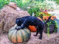 Puppy checking our fall work