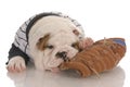 Puppy chewing on baseball glove Royalty Free Stock Photo