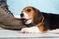 Puppy chewing on foot Royalty Free Stock Photo