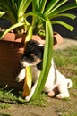 Puppy chewing plant Royalty Free Stock Photo