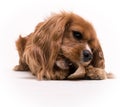 Puppy Chewing on a toy - Cavalier King Charles Royalty Free Stock Photo