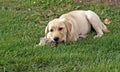 Puppy chews on rock Royalty Free Stock Photo