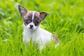 Puppy chihuahua Royalty Free Stock Photo