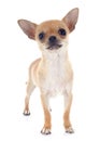 Puppy chihuahua Royalty Free Stock Photo