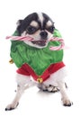 Puppy chihuahua and candy Royalty Free Stock Photo