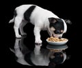 Puppy of Chihuahua eats dog food Royalty Free Stock Photo