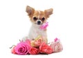 Puppy chihuahua and flower Royalty Free Stock Photo