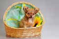 Puppy of chihuahua on grey background