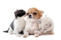 Puppy chihuahua and kitten Royalty Free Stock Photo