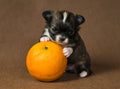 Puppy chihuahua with an orange Royalty Free Stock Photo
