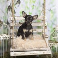 Puppy chihuahua on a pillow