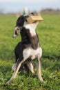 Puppy chihuahua and stick Royalty Free Stock Photo