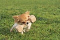 Puppy chihuahua and stick Royalty Free Stock Photo
