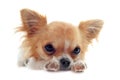 Puppy chihuahua tired Royalty Free Stock Photo