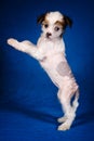 Puppy of a Chinese crested dog stands on its hind legs on a blue background