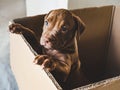 Puppy of chocolate color in a box