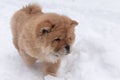 A Puppy Chow Chow, close-up in the snow