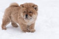 A Puppy Chow Chow, close-up in the snow