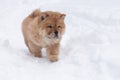 A Puppy Chow Chow, close-up in the snow