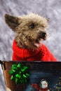 Puppy For Christmas Royalty Free Stock Photo