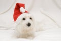 A puppy in Christmas. Royalty Free Stock Photo