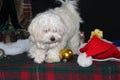 Puppy at Christmas Royalty Free Stock Photo
