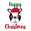 Puppy Christmas, cute Boston terrier face, wiht Santa`s cap.