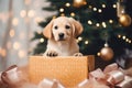 Puppy christmas mammal animal. Royalty Free Stock Photo