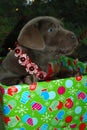 Puppy Christmas Present Royalty Free Stock Photo