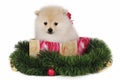 Puppy Christmas Present Royalty Free Stock Photo