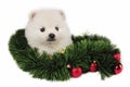 Puppy Christmas Present Royalty Free Stock Photo