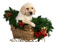 Puppy in the Christmas sledge. Royalty Free Stock Photo