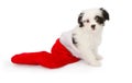 Puppy in a Christmas Stocking Royalty Free Stock Photo