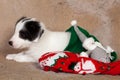 Puppy in christmas stocking Royalty Free Stock Photo