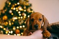 Puppy for Christmas Royalty Free Stock Photo