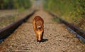 Puppy cirneco stands on the railway