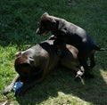 Puppy climbing on big bro