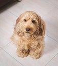 cockapoo dog portrait