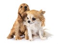 Puppy cocker spaniel and chihuahua Royalty Free Stock Photo