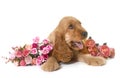 Puppy cocker spaniel Royalty Free Stock Photo